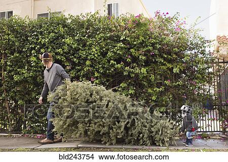 Picture - Father and son carrying pine tree. Fotosearch
