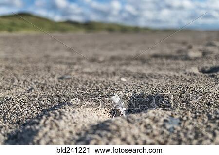 Stock Image - Feather in hole on beach. Fotosearch