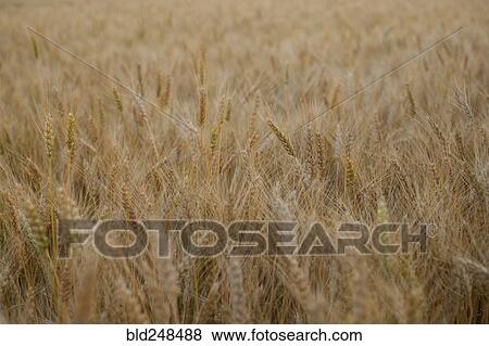 Field of wheat View Large Photo Image Stock Photo - Field of wheat. Fotosearch