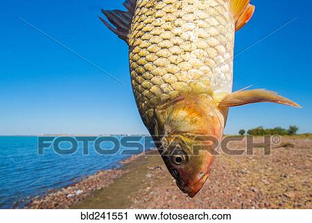Stock Image - Fish hanging upside-down at lake. Fotosearch