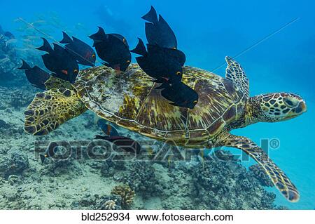 Fish nibbling shell of swimming sea turtle View Large Photo Image Picture - Fish nibbling shell of swimming sea turtle. Fotosearch