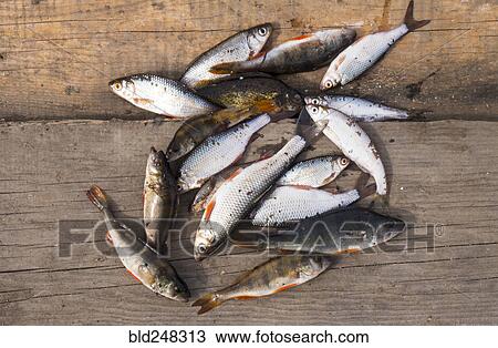 Fish on wooden boards View Large Photo Image Stock Image - Fish on wooden boards. Fotosearch