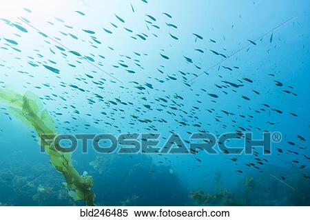 Stock Photography - Fish swimming in ocean. Fotosearch