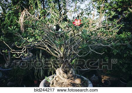 Stock Photo - Flower in potted plant. Fotosearch