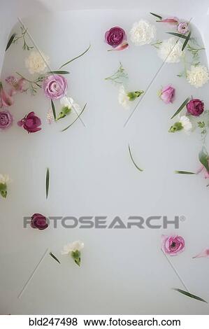 Flowers floating in milk bath View Large Photo Image Stock Photo - Flowers floating in milk bath. Fotosearch