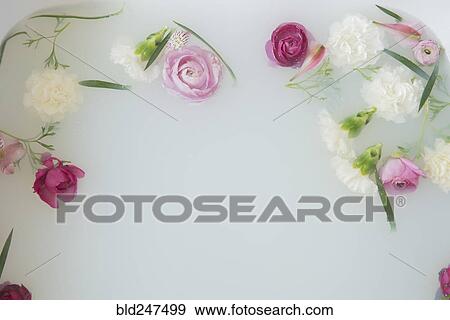 Flowers floating in milk bath View Large Photo Image Stock Photo - Flowers floating in milk bath. Fotosearch