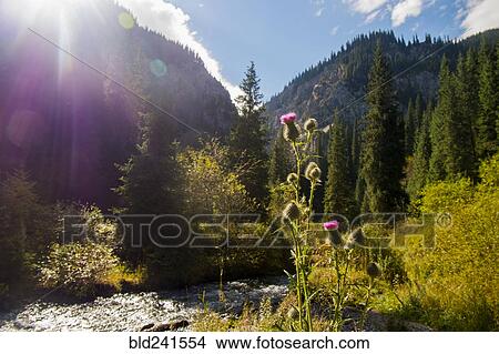 Flowers near mountain stream View Large Photo Image Picture - Flowers near mountain stream. Fotosearch