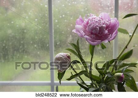 Flowers near rainy window View Large Photo Image Stock Image - Flowers near rainy window. Fotosearch