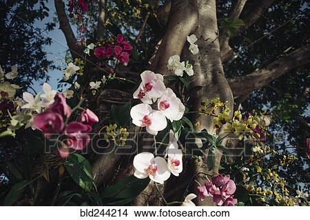 Flowers near tree View Large Photo Image Picture - Flowers near tree. Fotosearch