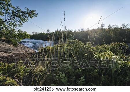 Foliage near remote river View Large Photo Image Stock Photography - Foliage near remote river. Fotosearch