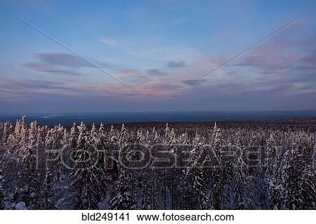 Forest in winter View Large Photo Image Stock Image - Forest in winter. Fotosearch