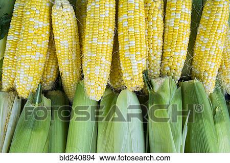 Picture - Fresh corn at market. Fotosearch