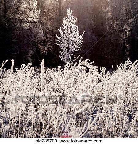 Stock Image - Frost on branches in winter forest. Fotosearch