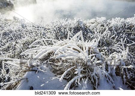 Stock Photo - Frost on foliage at steaming hot springs. Fotosearch
