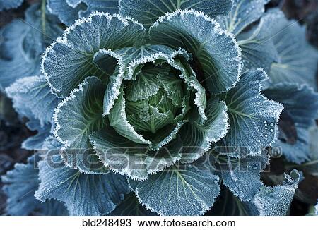 Stock Image - Frost on leaves of lettuce. Fotosearch