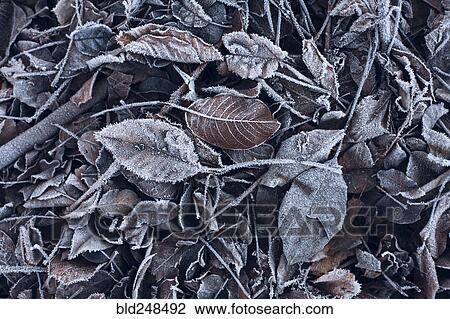 Frost on leaves View Large Photo Image Stock Image - Frost on leaves. Fotosearch
