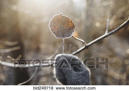 Stock Photo - Gloved hand holding leaf covered with frost. Fotosearch
