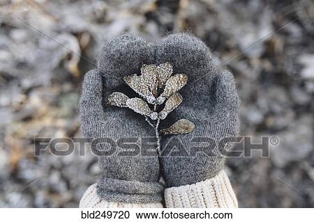 Gloved hands cupping maple seeds covered with frost View Large Photo Image Stock Image - Gloved hands cupping maple seeds covered with frost. Fotosearch