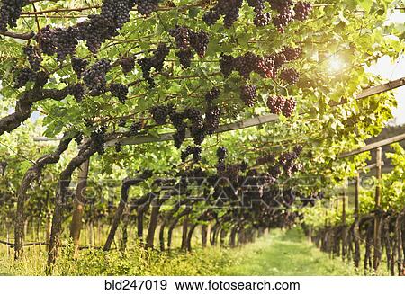 Grapes hanging in vineyard View Large Photo Image Stock Photo - Grapes hanging in vineyard. Fotosearch