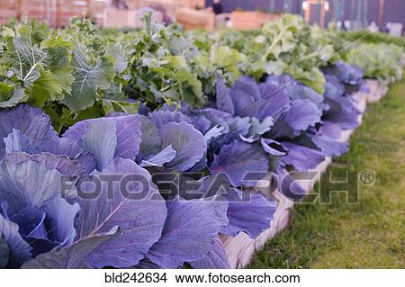 Green and purple leafy vegetables in garden View Large Photo Image Picture - Green and purple leafy vegetables in garden. Fotosearch