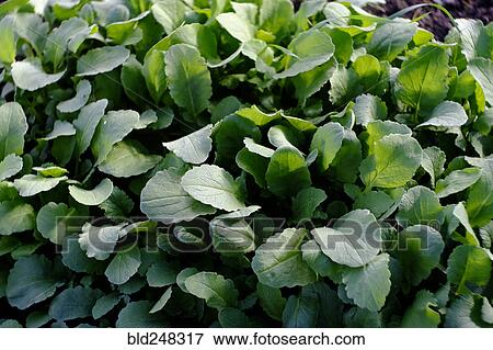 Green leaves View Large Photo Image Stock Photo - Green leaves. Fotosearch