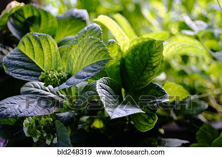 Stock Photo - Green leaves. Fotosearch