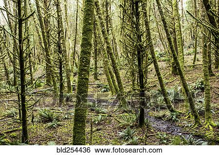 Stock Photograph - Green moss on forest trees. Fotosearch
