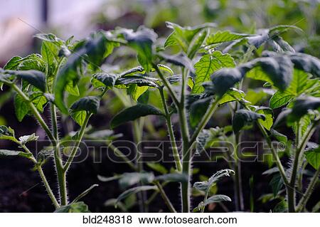 Green seedlings View Large Photo Image Stock Photo - Green seedlings. Fotosearch