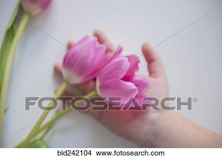 Hand of Caucasian girl holding tulips View Large Photo Image Picture - Hand of Caucasian girl holding tulips. Fotosearch