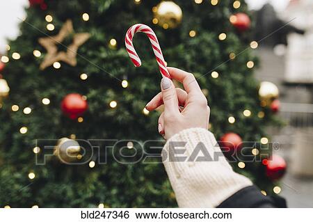 Stock Photograph - Hand of Caucasian woman holding candy cane near Christmas tree. Fotosearch