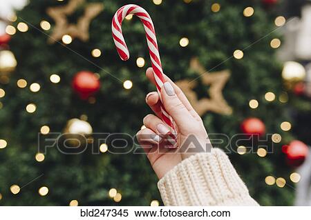 Stock Photography - Hand of Caucasian woman holding candy cane near Christmas tree. Fotosearch