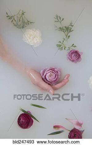 Hand of Caucasian woman in milk bath with flowers View Large Photo Image Stock Image - Hand of Caucasian woman in milk bath with flowers. Fotosearch