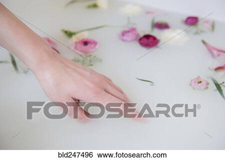 Stock Photograph - Hand of Caucasian woman in milk bath with flowers. Fotosearch