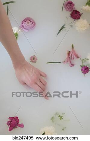 Stock Photography - Hand of Caucasian woman in milk bath with flowers. Fotosearch