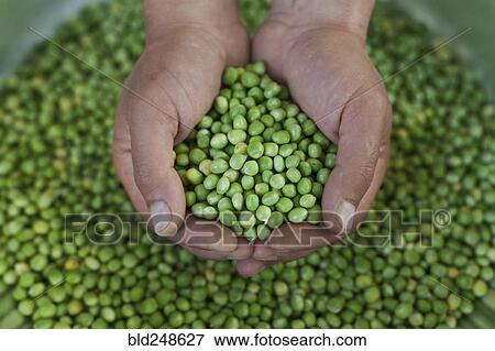 Stock Photo - Hands holding green peas. Fotosearch
