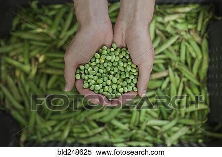 Hands holding green peas View Large Photo Image Stock Photography - Hands holding green peas. Fotosearch