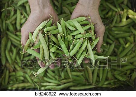 Stock Image - Hands holding peas in pods. Fotosearch