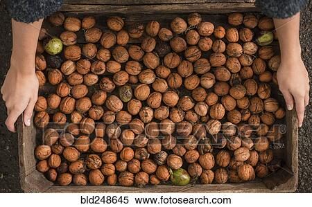 Stock Photography - Hands holding walnuts in wooden box. Fotosearch