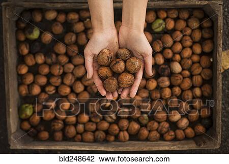 Stock Image - Hands holding walnuts over box. Fotosearch