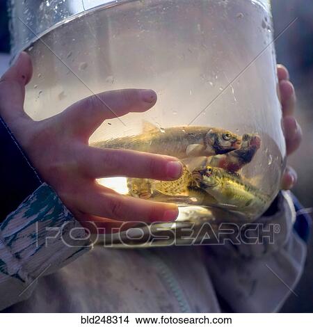 Hands of Caucasian boy holding jar of fish View Large Photo Image Picture - Hands of Caucasian boy holding jar of fish. Fotosearch