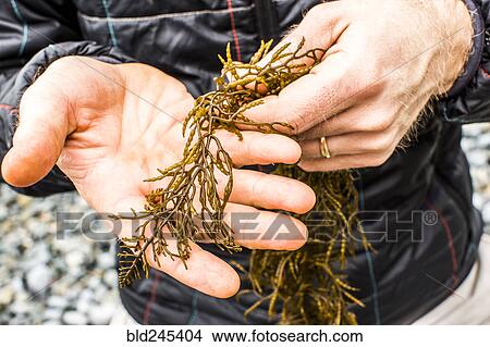 Picture - Hands of Caucasian man holding seaweed. Fotosearch