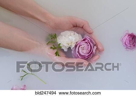 Hands of Caucasian woman cupping flowers in milk bath View Large Photo Image Picture - Hands of Caucasian woman cupping flowers in milk bath. Fotosearch