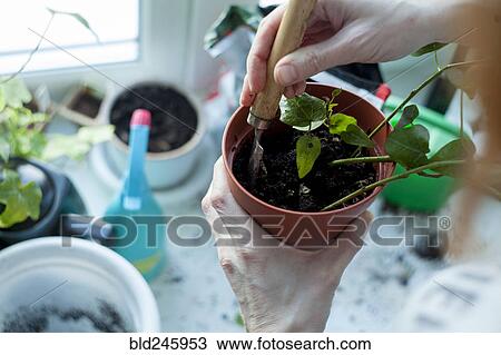 Hands of Caucasian woman mixing soil in potted plant View Large Photo Image Stock Image - Hands of Caucasian woman mixing soil in potted plant. Fotosearch