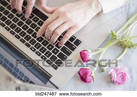 Hands of Caucasian woman typing on laptop near flowers View Large Photo Image Stock Photo - Hands of Caucasian woman typing on laptop near flowers. Fotosearch