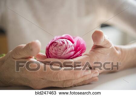 Stock Image - Hands of older woman holding pink flower. Fotosearch