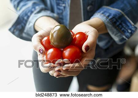 Hands of woman holding tomatoes View Large Photo Image Stock Image - Hands of woman holding tomatoes. Fotosearch