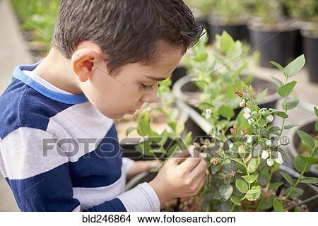 Picture - Hispanic boy in greenhouse examining plant. Fotosearch
