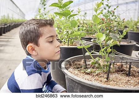Hispanic boy in greenhouse examining plant View Large Photo Image Stock Image - Hispanic boy in greenhouse examining plant. Fotosearch