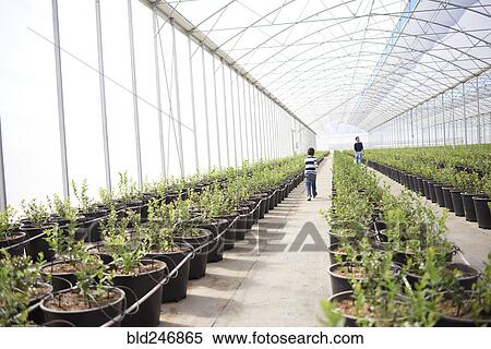Stock Photography - Hispanic boys walking in greenhouse. Fotosearch