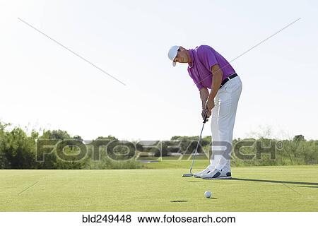 Hispanic golfer putting on golf course View Large Photo Image Stock Photo - Hispanic golfer putting on golf course. Fotosearch